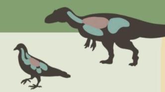 恐龙是怎样演化成鸟类的？
