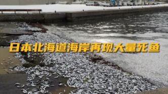 外媒：日本北海道海岸再现大量死鱼