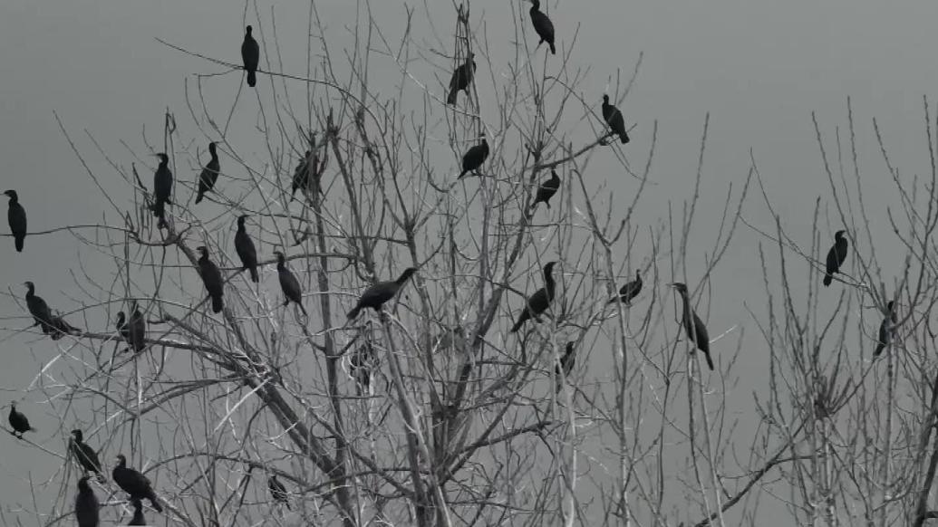 湖北汉江湿地:薄雾氤氲,候鸟点墨