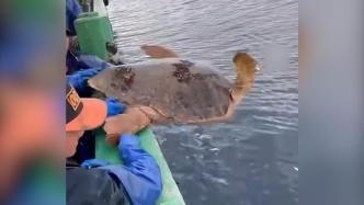 渔民误捕300斤胖海龟，5人抬起放生