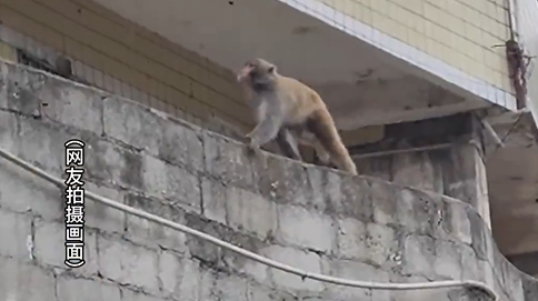 山中野猴citywalk被消防截胡了