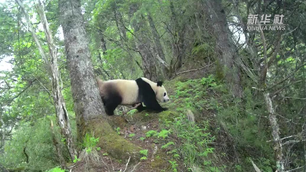 四川阿坝：同一地点连续三年拍摄到野生大熊猫活动影像