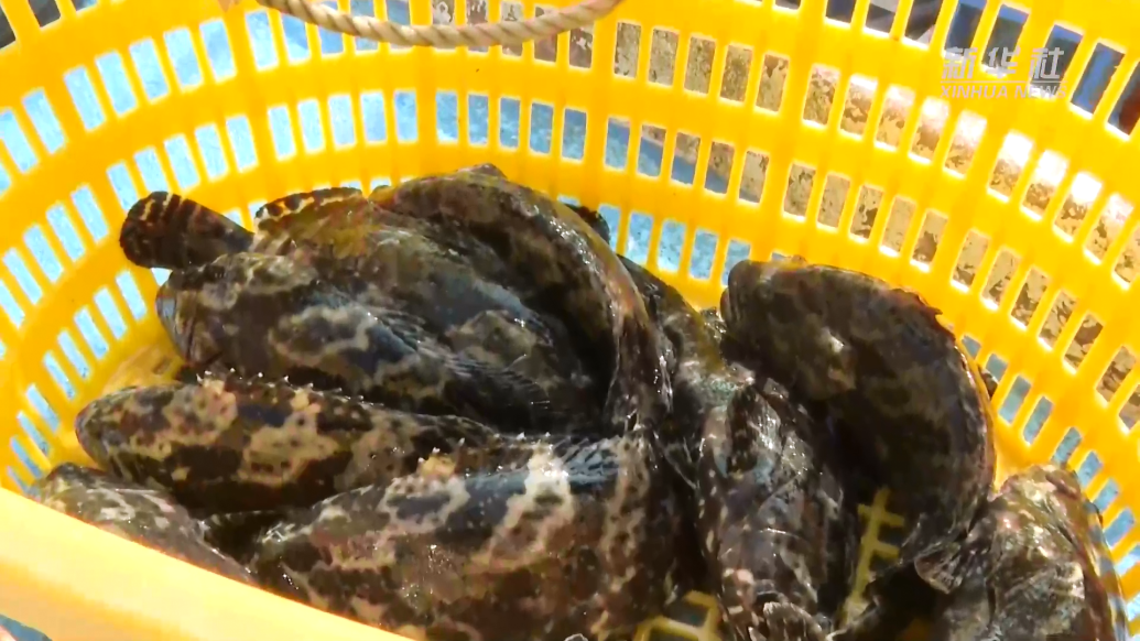 台湾地区石斑鱼恢复输入大陆