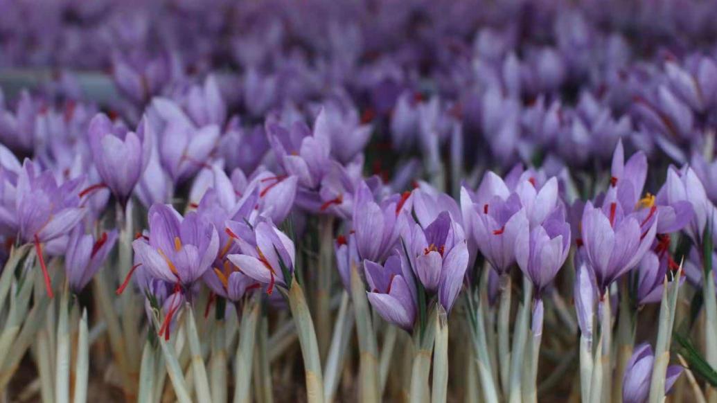 对话|上海为何盛产地中海植物藏红花?