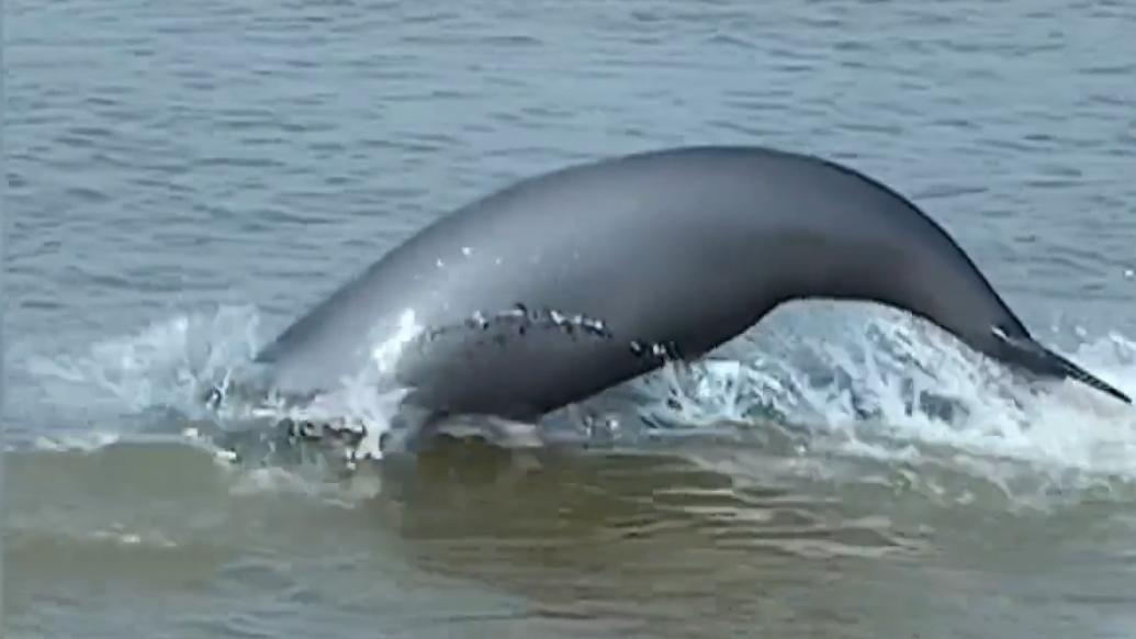 江豚数量多了、渔民安顿好了……禁渔三年长江流域有这些变化