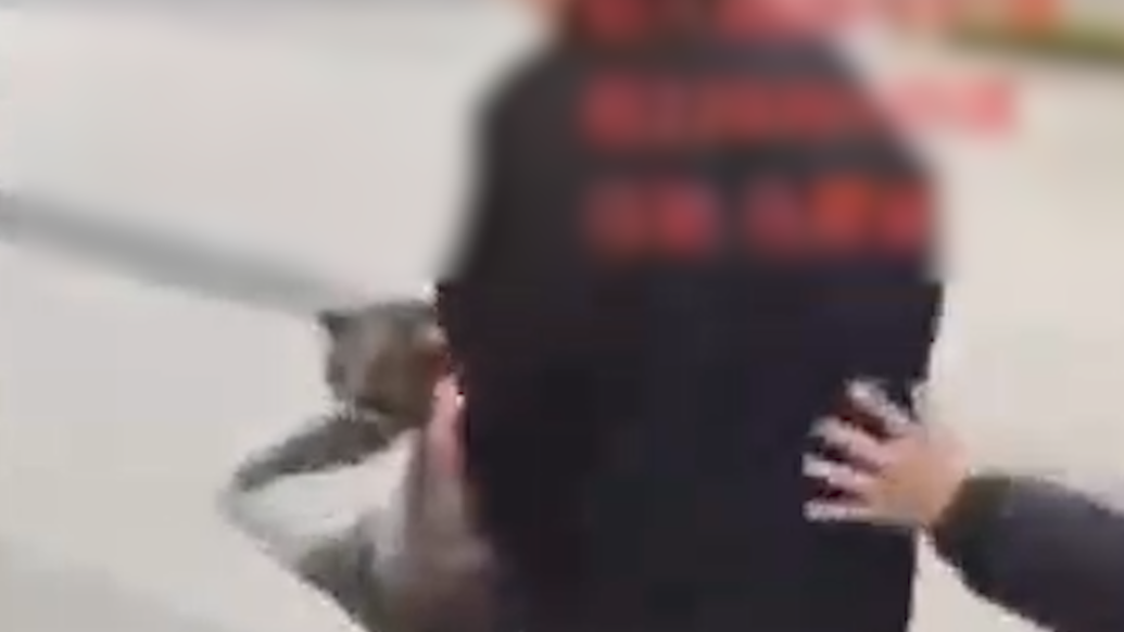 技校学生将流浪猫扔进河里,学生处:已批评教育,心理疏导_七环视频_澎湃新闻-The Paper