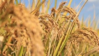 种植户称花近五万投水稻保险遭遇理赔难，澎湃介入后达成一致