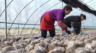 千城百县看中国丨河北遵化：香菇产业助力乡村振兴