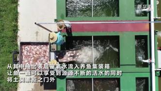 广东肇庆：住在集装箱里的“绿色鱼”