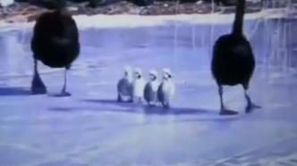 圆明园小天鹅被迫走冰脚蹼溃烂，媒体：动人照片“冻”伤的是文明