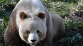 棕色大熊猫七仔在雪中“放飞自我”