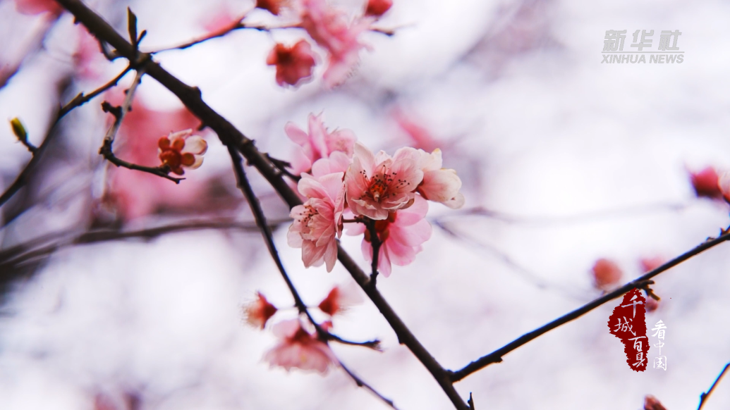 千城百县看中国丨福建晋江:朵朵梅花分外香