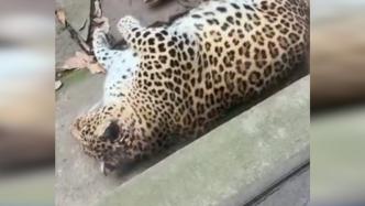 杭州动物园一豹子胖成“煤气罐”