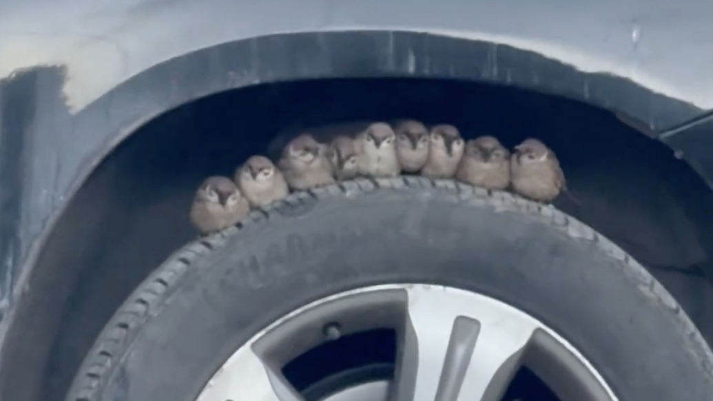 小伙在西藏偶遇可爱又温馨的一幕：9只麻雀在车轮上抱团取暖