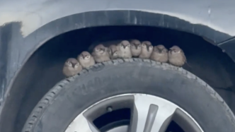 小伙在西藏偶遇可爱又温馨的一幕：9只麻雀在车轮上抱团取暖