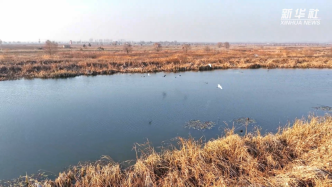 河北藁城：湿地生态美，水鸟共嬉戏