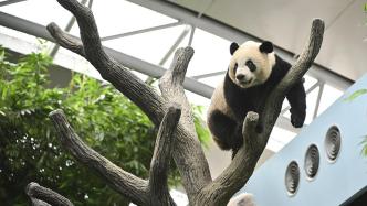 在新加坡出生的大熊猫叻叻今晚乘包机回国