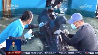 三亚搁浅领航鲸爱吃鱿鱼一天进食量40斤，救助人员：希望它顺利回归大海