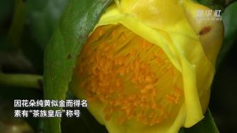 广西防城港：“茶族皇后”金花茶当令盛开