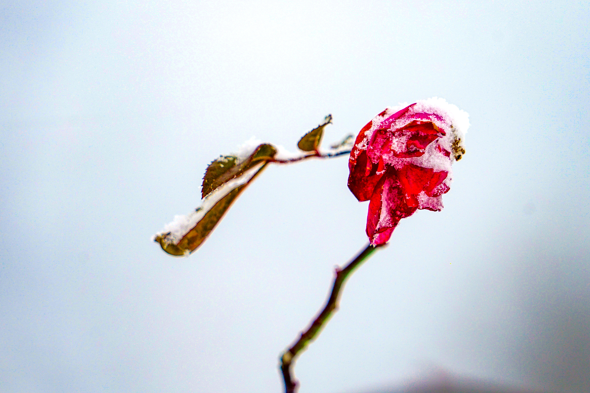 瑞雪迎新!南方多地降初雪,琼花飞舞美如画