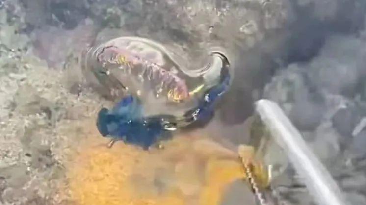 海域现剧毒僧帽水母？三亚：系蓝瓶僧帽水母，毒性较小