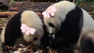 3岁多才能辨别性别！大熊猫“花花”和“和叶”竟是姐妹花