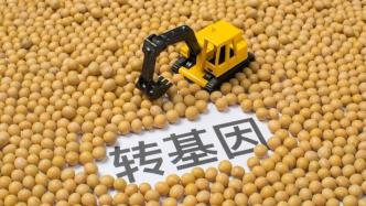 中国的转基因大豆和玉米种植是否已开放？农业农村部回应
