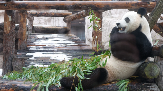 国家林草局：已实现对所有旅外大熊猫生活状况评估的全覆盖