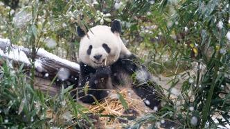 大熊猫就地保护成效显著，为何还要迁地保护？国家林草局回应