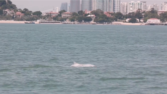 中华白海豚逐浪嬉戏厦门湾