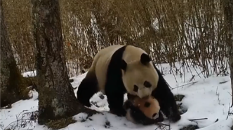 野生大熊猫叼着“粉红”幼崽在林间穿行