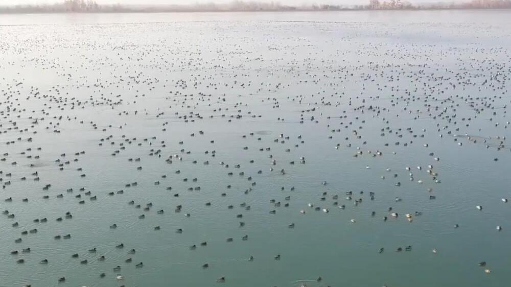 新疆莎车县候鸟数量逐年增加