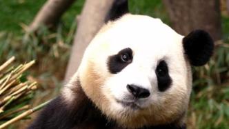 在韩国出生的大熊猫“福宝”将于4月初返回中国