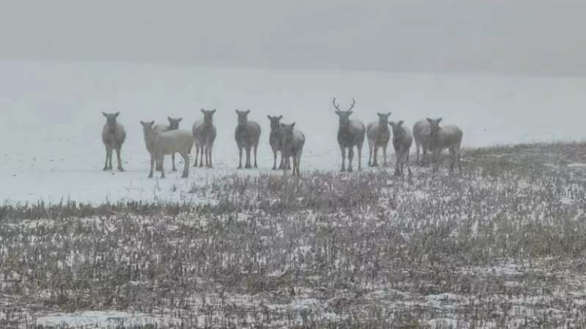 天津七里海湿地再发现一头白色麋鹿，基因有望稳定遗传