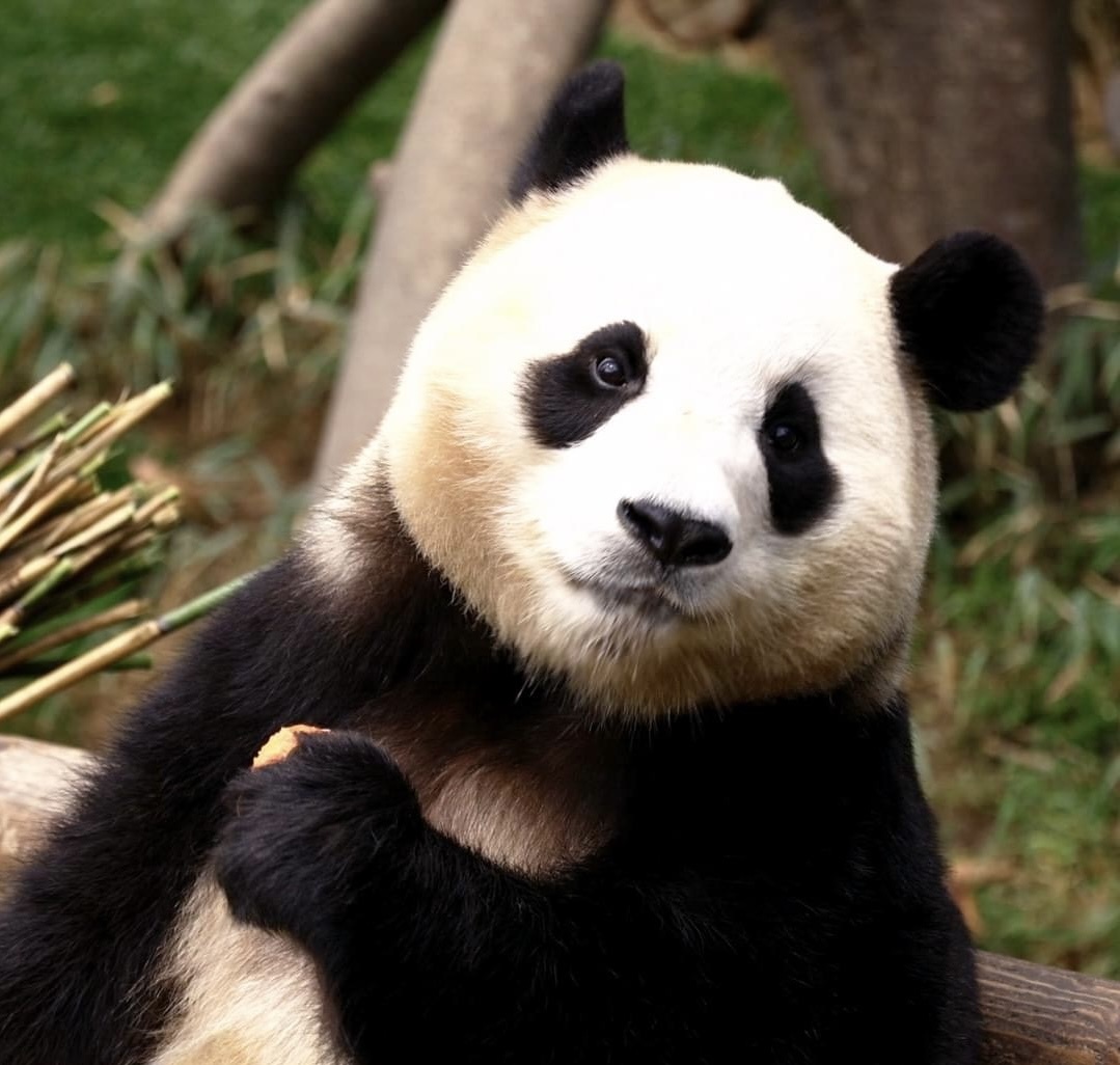 在韩国出世的大熊猫“福宝”将于4月初回来四川