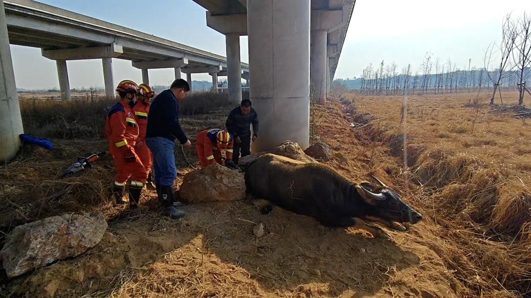 牛脚卡进石头缝出不来，主人找了两天没找到