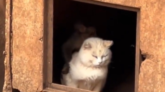 專家談昆明動物園“猴貓”事件：貓放棄反抗不是“和諧相處”