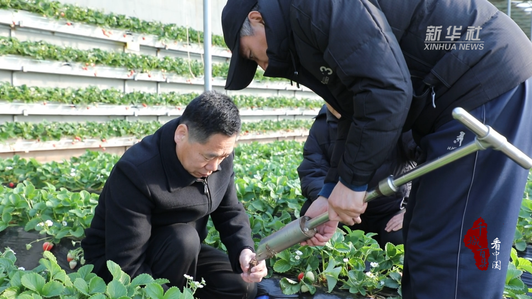 河北滄縣：鹽堿地上果蔬飄香春意濃