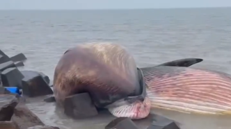 汕头海边发现一头死鲸？农业农村局：尚不知是哪种鲸，正处置
