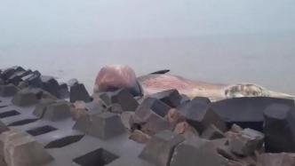 汕头农业局回应海边发现死亡鲸鱼：正研究处理办法