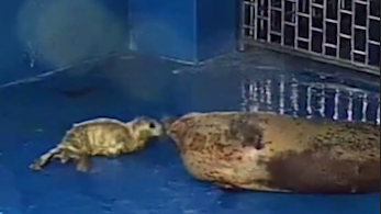 快看！镜头记录斑海豹宝宝出生全过程