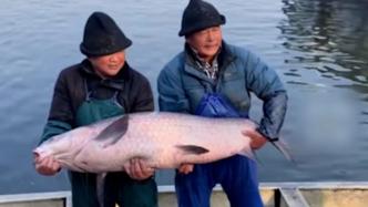 杭州湘湖惊现120斤鱼王，两个人才能抱起
