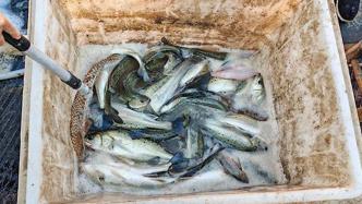 在长江非法捕捞水产品70余公斤，3人被抓