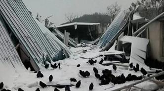 常德一养殖户称3个鸡棚被压塌3万余只鸡被困，镇政府介入帮助