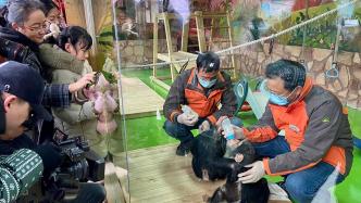 上海野生动物园开启新春模式，这些动物萌娃首次和游客见面