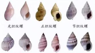 上海市监局∶ 严禁违法销售、加工织纹螺，中毒后无解毒药