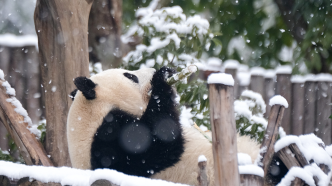 一游客在成都大熊猫基地参观时向场内投掷物品，被终身禁入