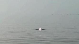 泉州海警春节巡逻“邂逅”中华白海豚，此前已数次发现踪迹