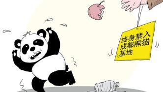 媒体：违规投喂被“终身禁入”让熊猫保护更有力