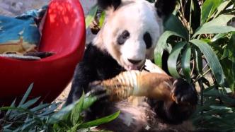 北京动物园晒出“丫丫”吃播视频，网友：演春节在家的我